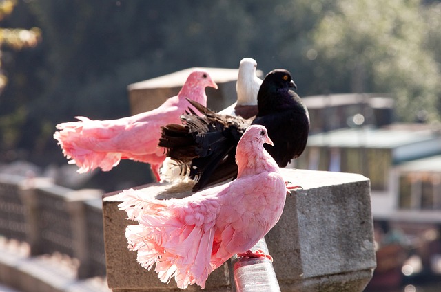 赛中屡试不 赛中屡试不